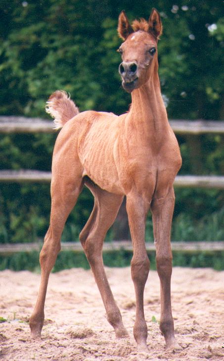 Authentic Egyptian Arabians